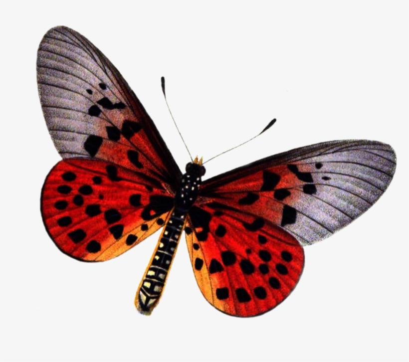 Red Butterfly Png Photo - Large Copper, transparent png