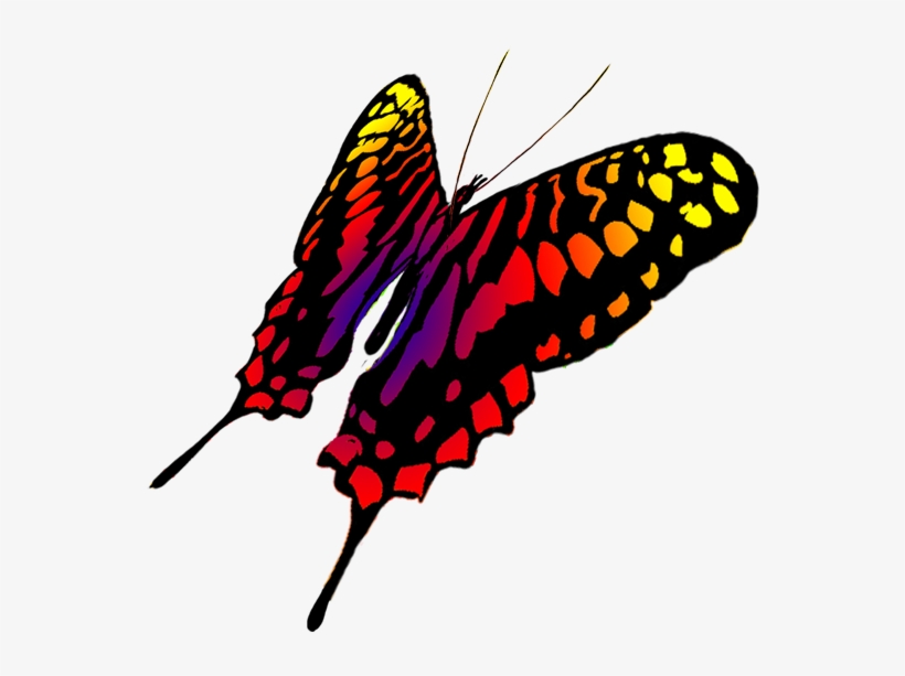 Drawing Of Swallowtail Butterfly - Butterfly Transparents Drawing, transparent png