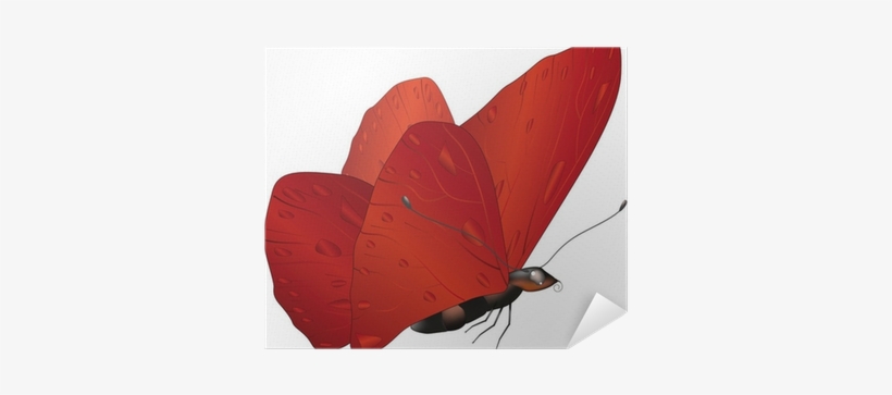 Lepidoptera, transparent png