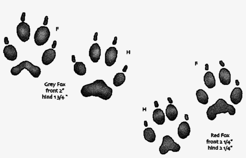 Grey Fox Handprints Have More Of An Inverted “v” Shape - Animal Tracks, transparent png