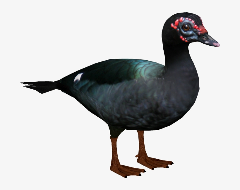 Muscovy Duck 3 - Wiki, transparent png