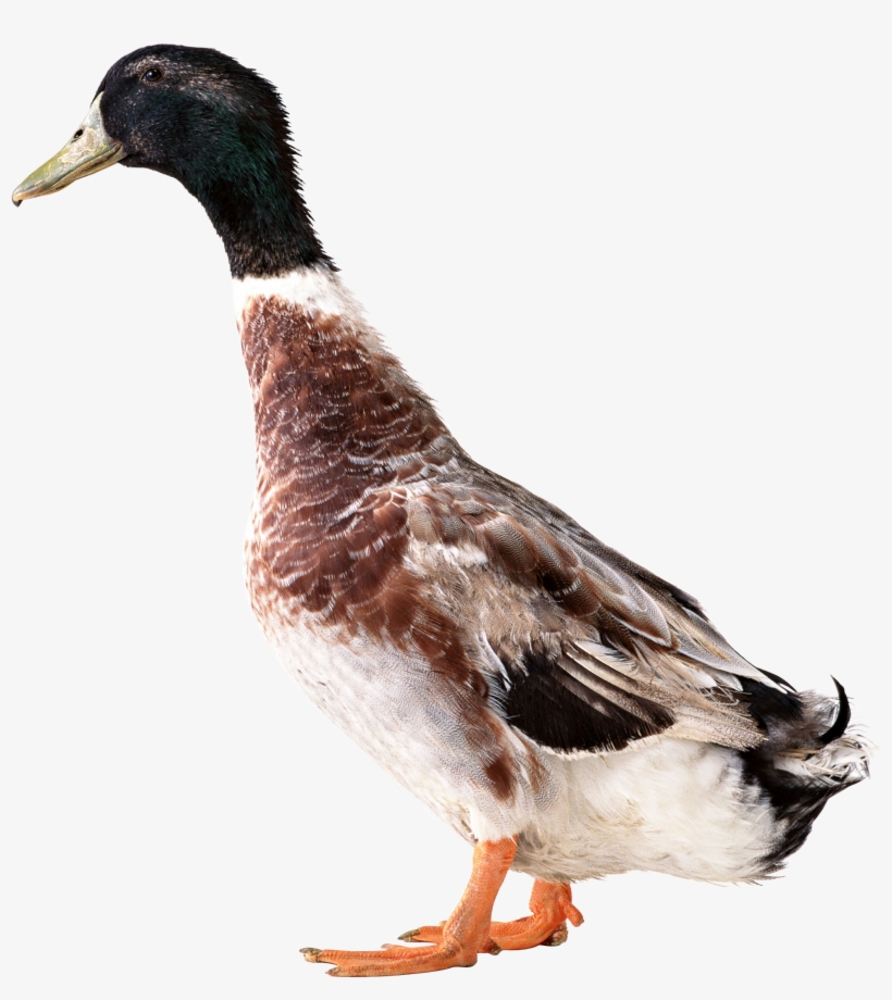 Duck Png, transparent png