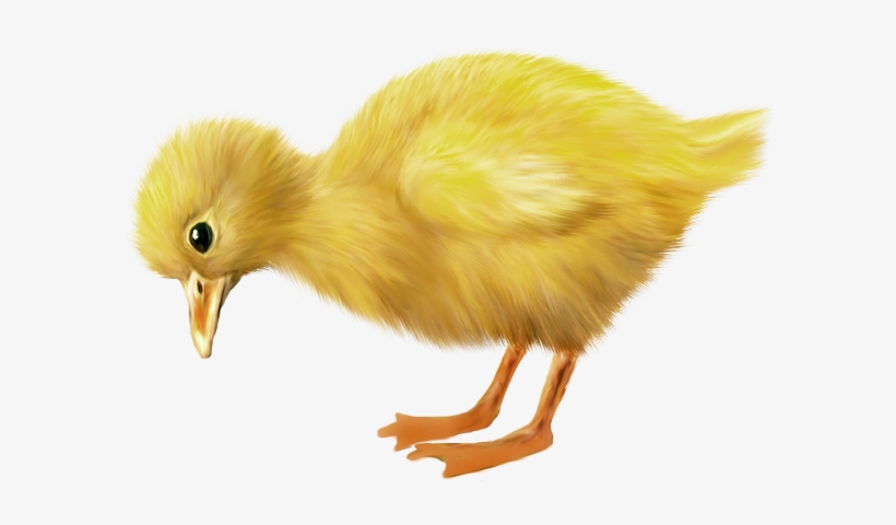 Duck, transparent png