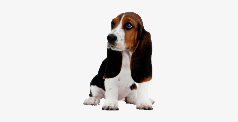Basset Hound Png Image - Mednet Direct 30'' X 36'' Xxl-large Ultra Puppy Pads, transparent png