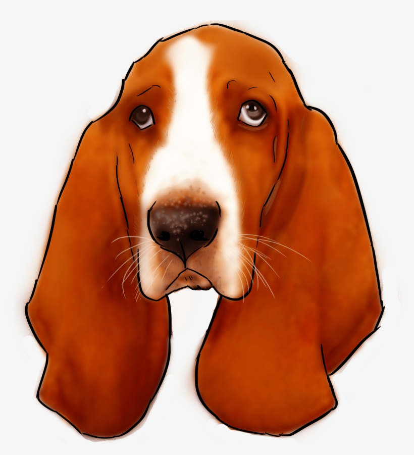 27 Why Are You A Basset Hound, transparent png