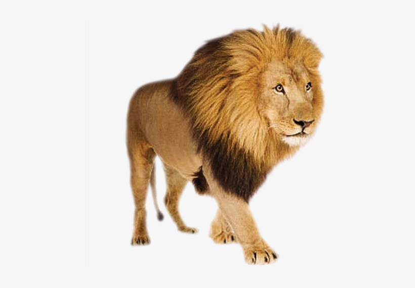 Download - Lion With Transparent Background, transparent png