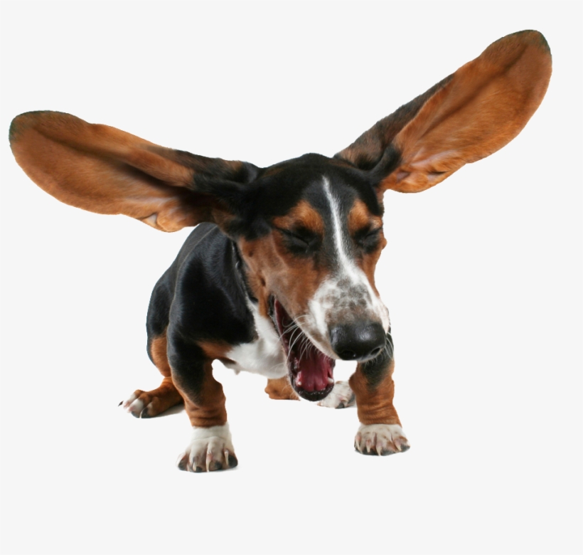 Animala Sneezing Basset Hound - Sneezing Dog, transparent png