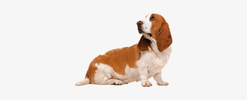 Basset Hound Orange, transparent png