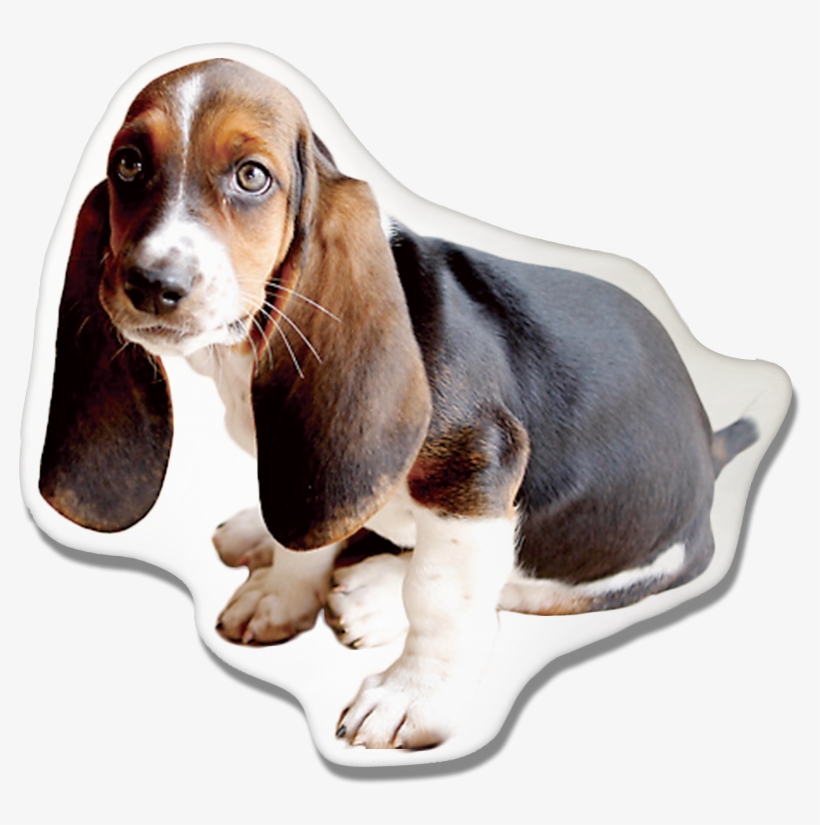 Basset Hound Pillow - Basset Hound Michigan State, transparent png
