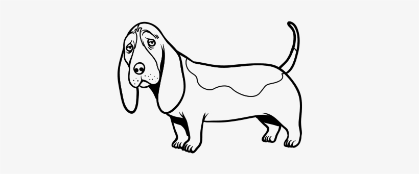 Basset Hound Para Colorear, transparent png
