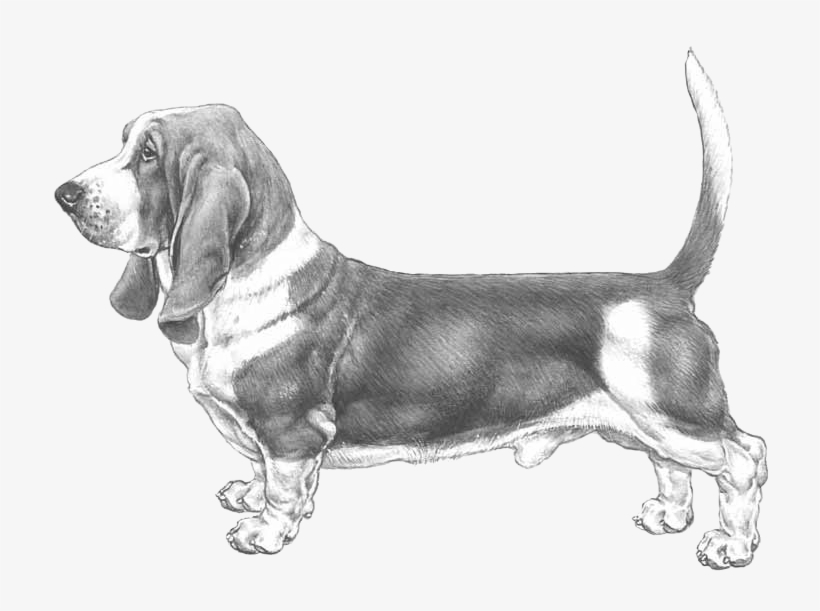 Basset Hound, transparent png