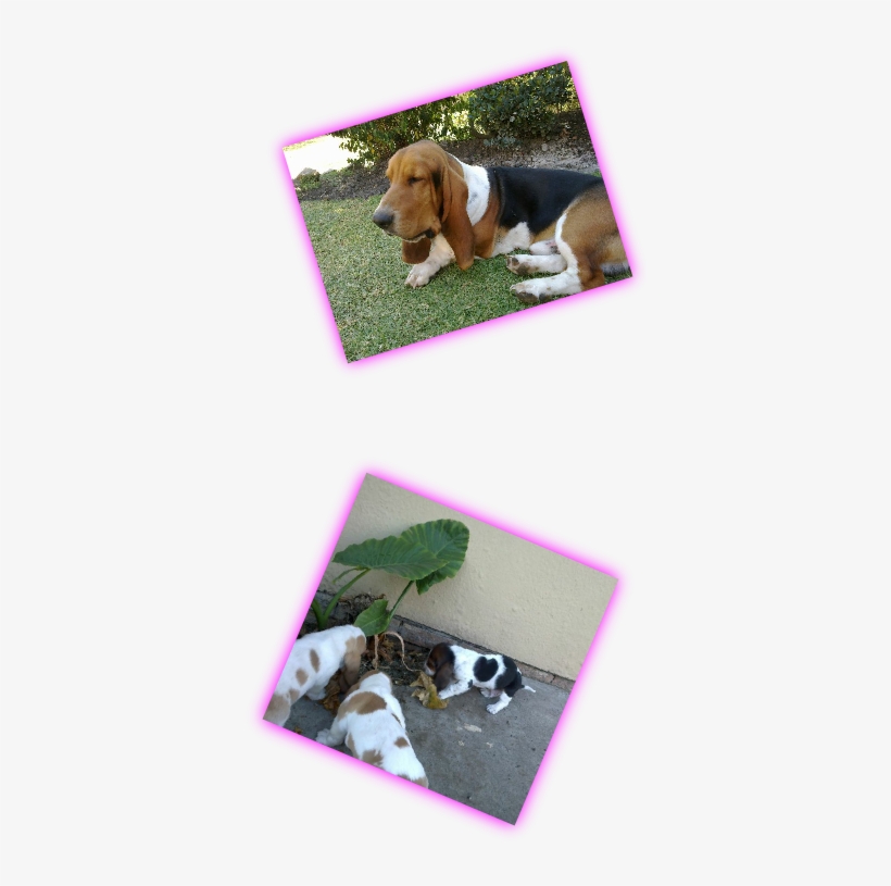Basset Hound, transparent png