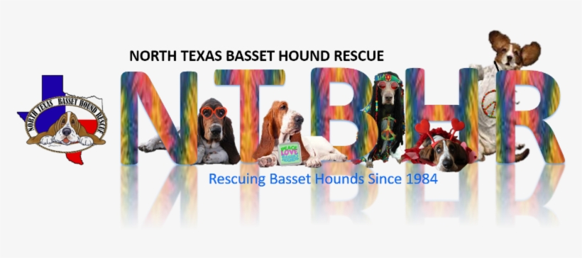 Don't Forget To Enter The Photo Contest Is Your Basset - Basset Hound, transparent png