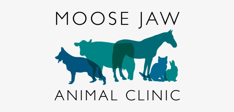 Moose Jaw Animal Clinic - Animal Clinic, transparent png