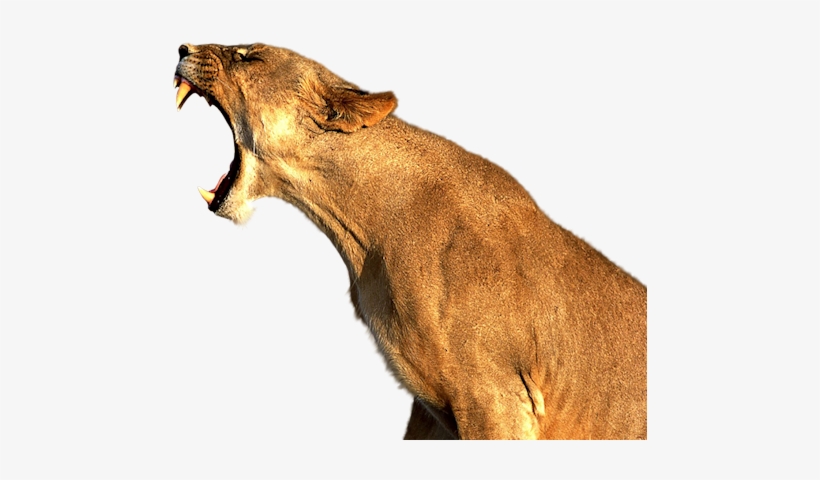 Yan-lioness - Good Quality Pictures Of Animals, transparent png
