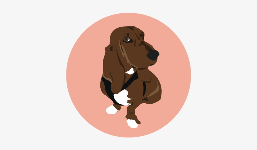 Basset Hound, transparent png