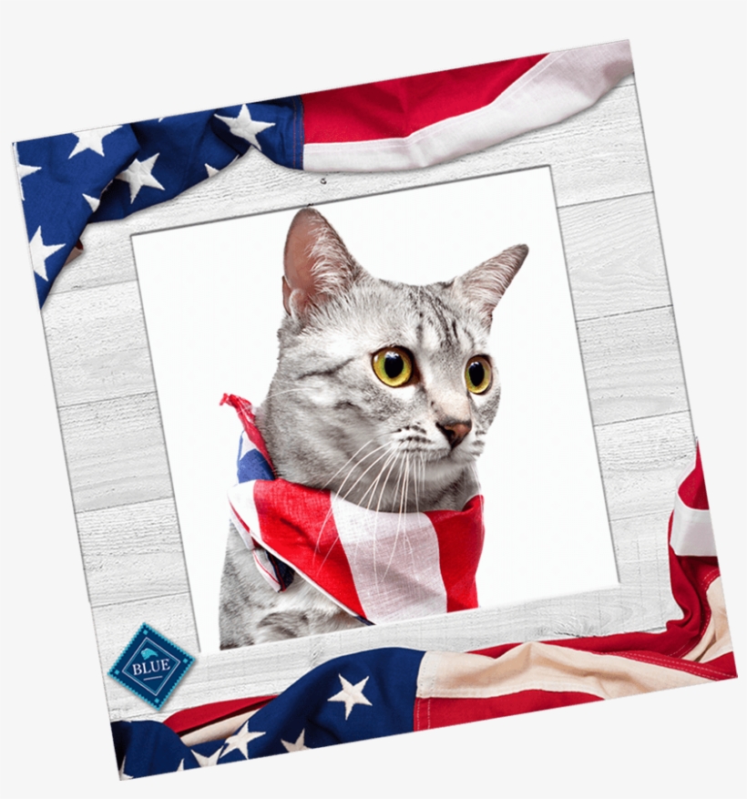 Pet, transparent png
