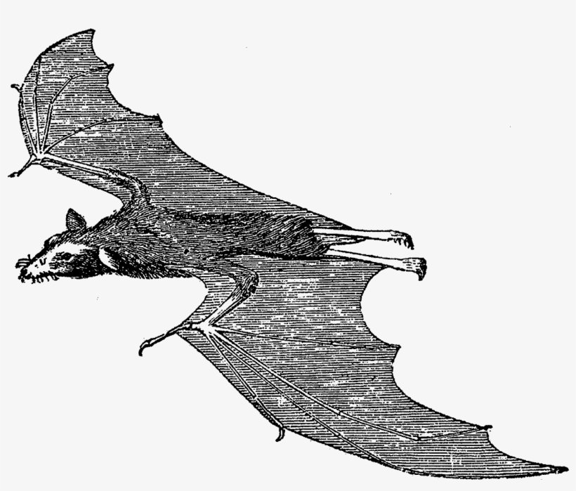 Scary Halloween Bat Images - Clip Art, transparent png