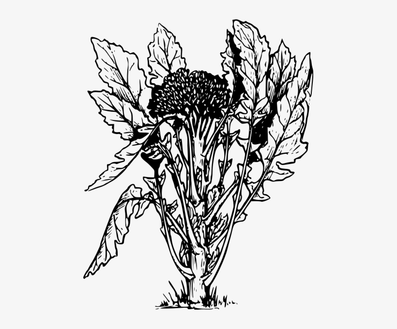 Small - Dibujo De Planta De Brocoli, transparent png