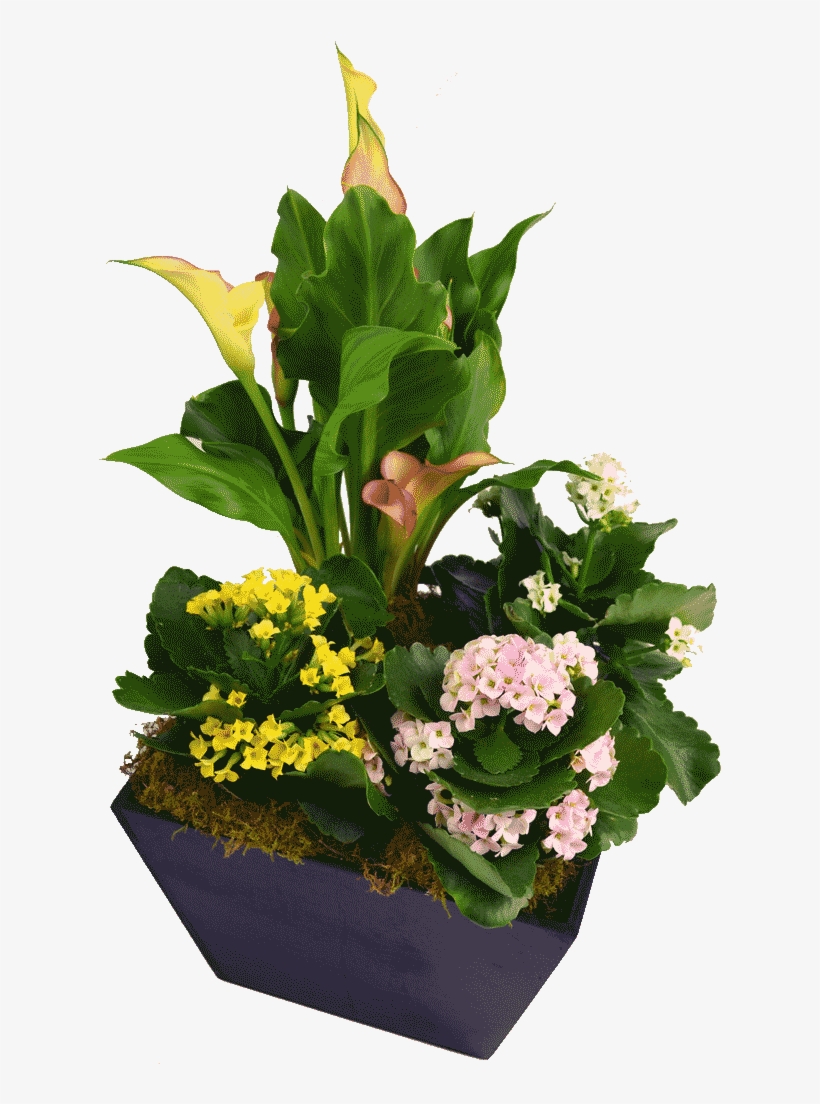 Country Garden, transparent png