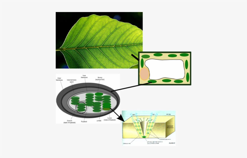 Why Are Plants Green[edit] - Chlorophyll Located In Plants, transparent png