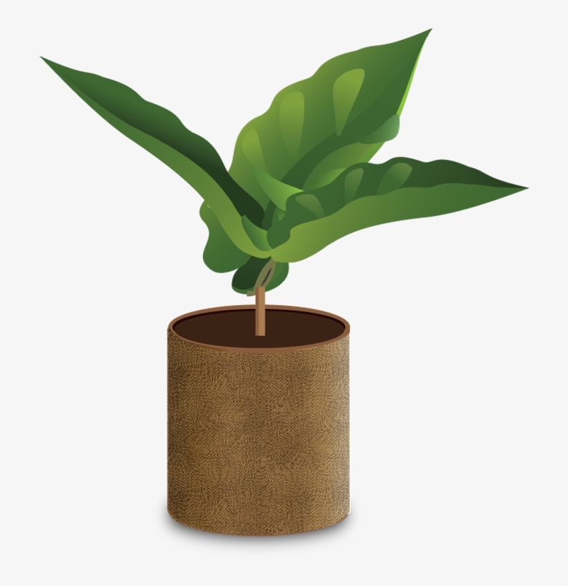 A Seedling Will Typically Grow In A Nursery Until About - Planting Coffee Png, transparent png