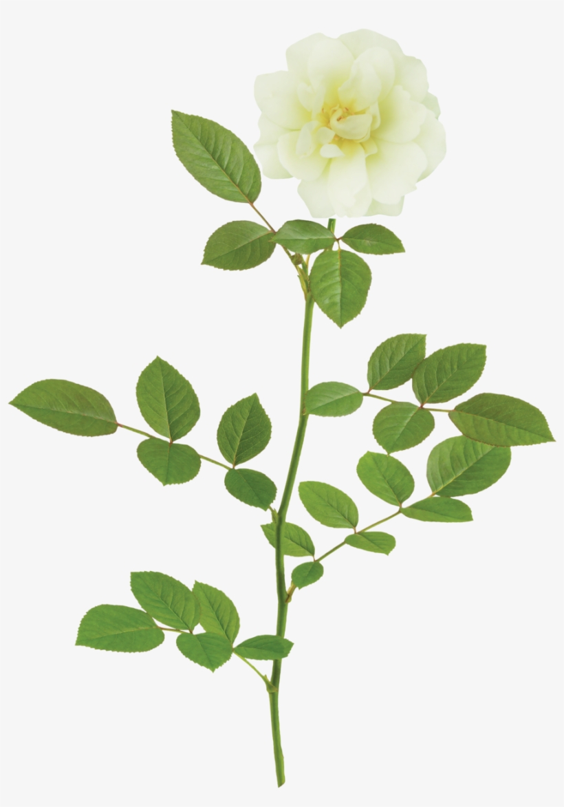 The Popcorn Drift® Rose - One Flower Png, transparent png
