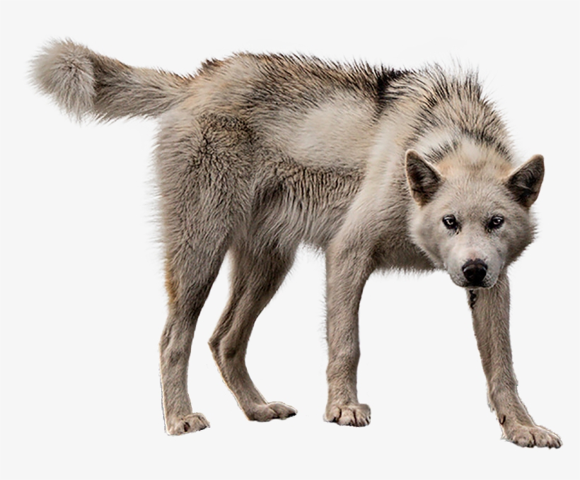 Animalmother Wolf - Wolf On Transparent Background, transparent png