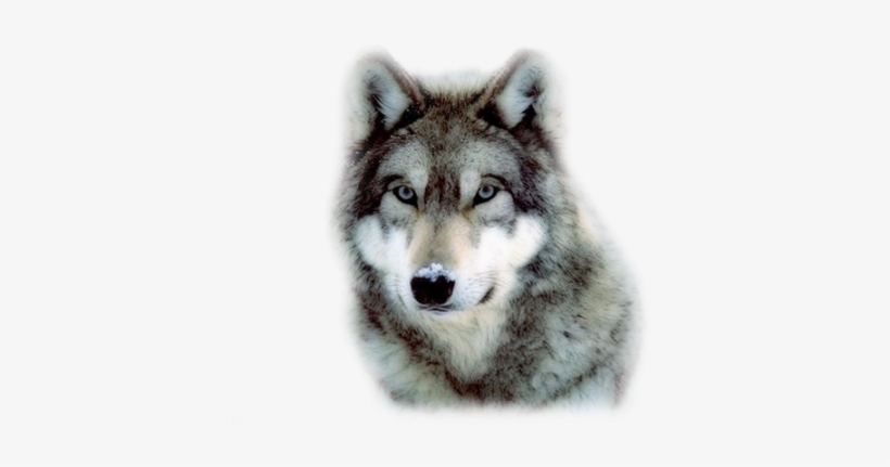 Gray Wolf, transparent png