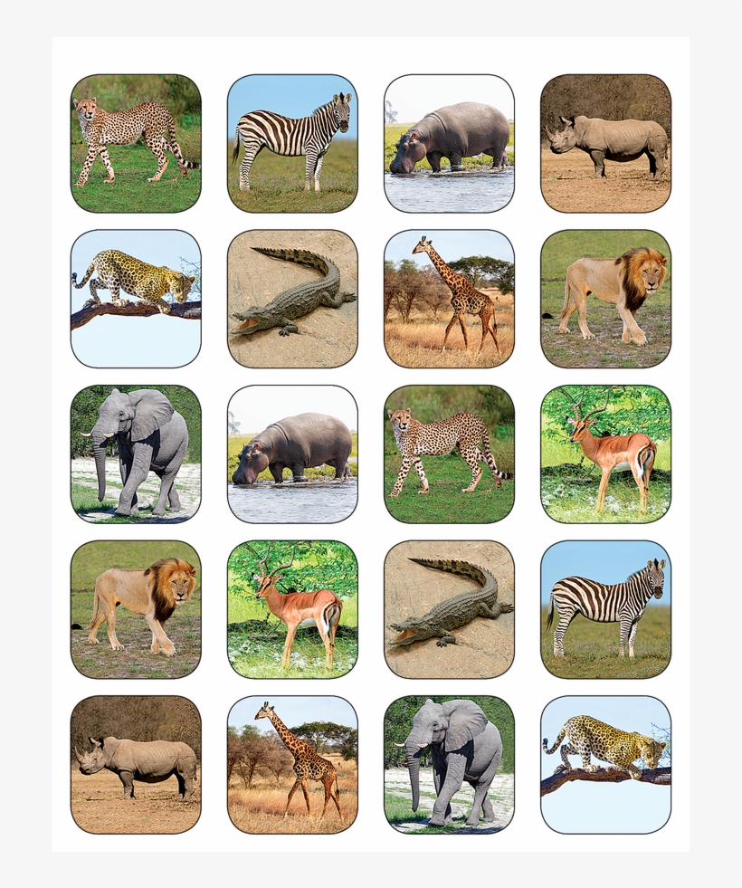 Tcr5468 Safari Animals Stickers Image - Teacher Created Resources Safari Animals Stickers, transparent png