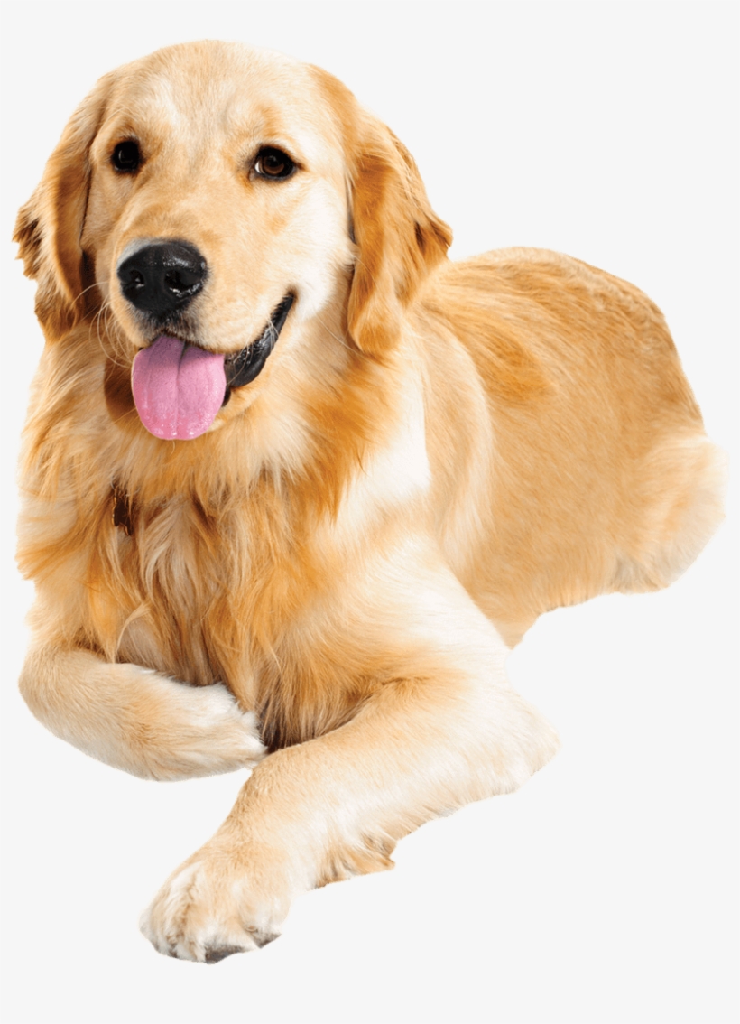 Golden Retriever Png Transparent Images - Personalised Melamine Pink Dog Bowls, transparent png