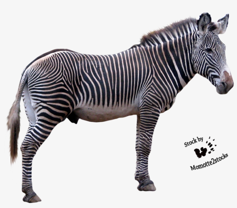 Zebra Picture Png Image - Grevy's Zebra Png, transparent png