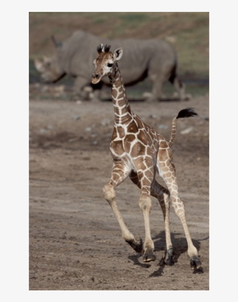San Diego Zoo, transparent png