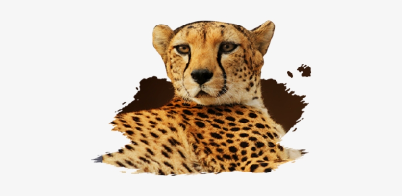 Mammals - Cheetah, transparent png