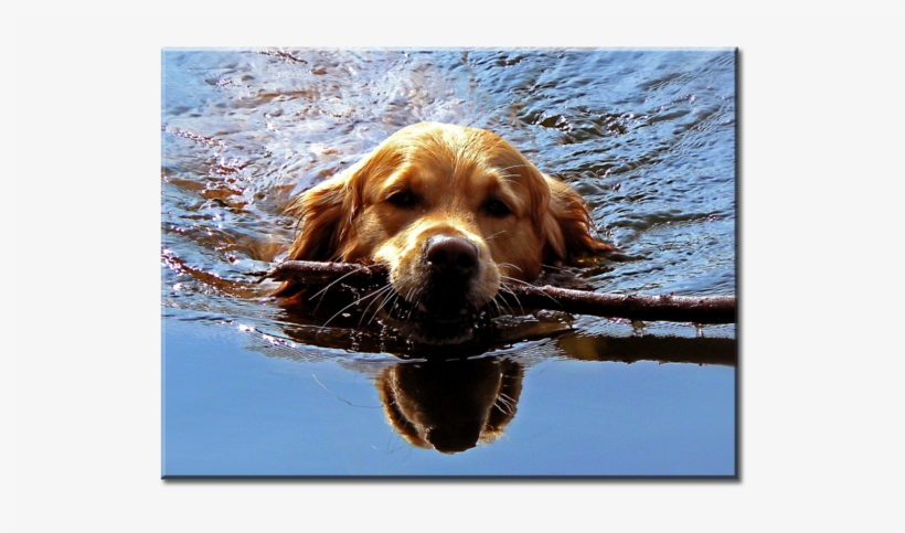 Golden Retriever Puppy Dog Swimming Canvas Wall Art - Thieye Waterproof Action Camera Floating Hand Grip,, transparent png