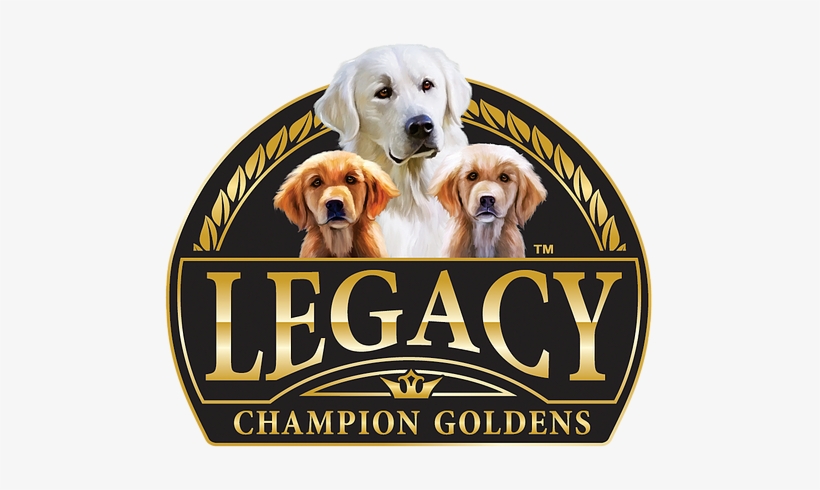 Golden Retriever, transparent png