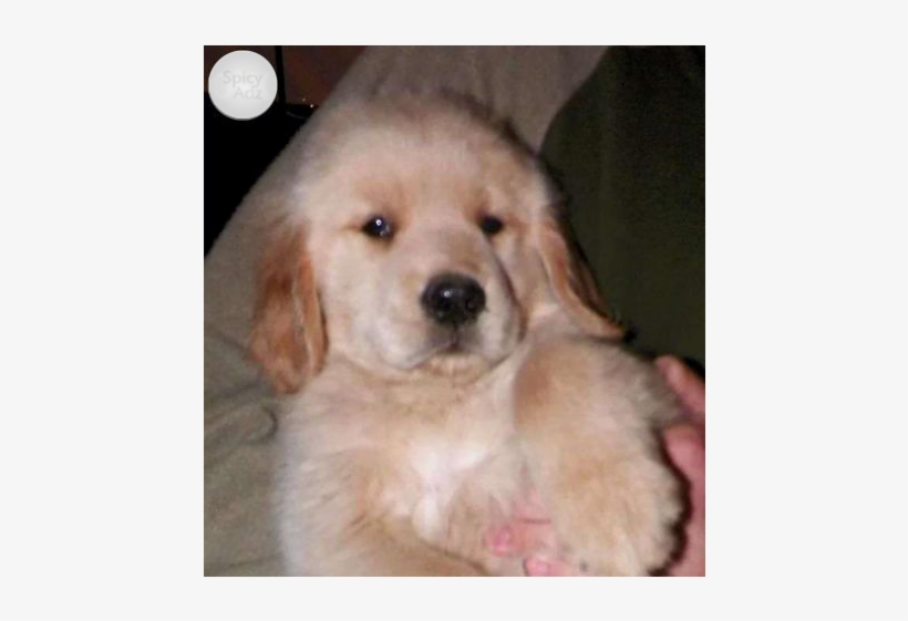 100% Pure Breed Golden Retriever Puppies For You - Golden Retriever, transparent png