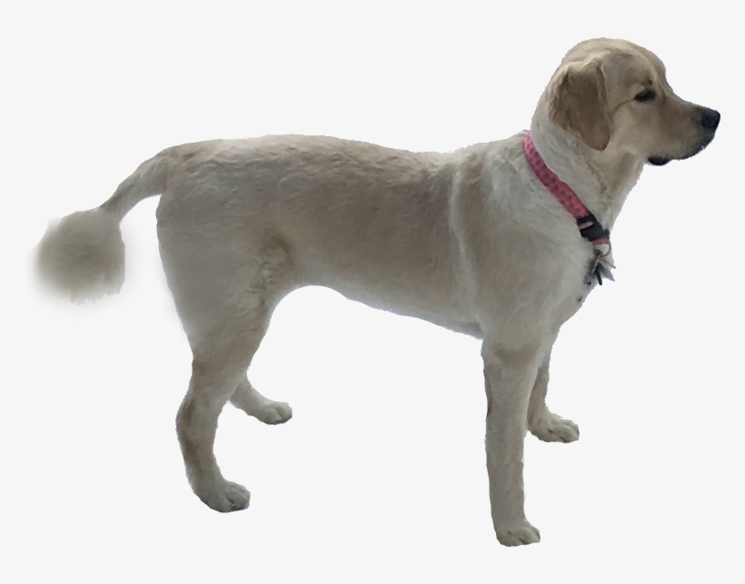 Scylla Byrge Scylla Byrge Scyllabyrge Golden Retriever - Dog, transparent png