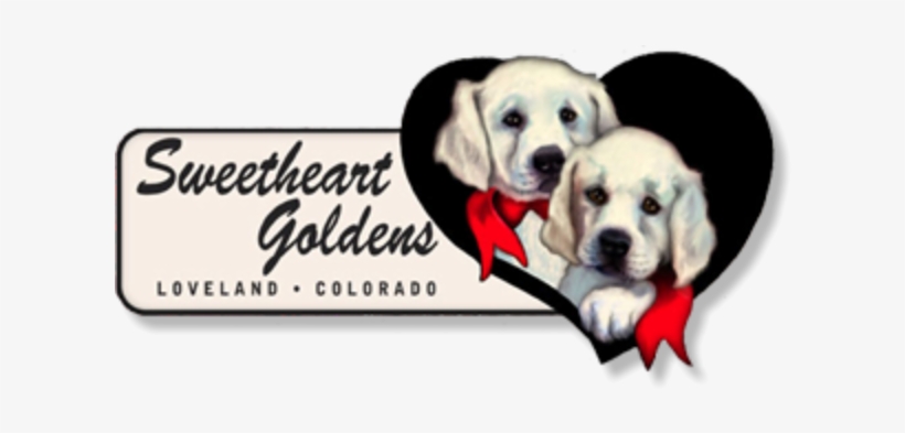 Golden Retriever, transparent png