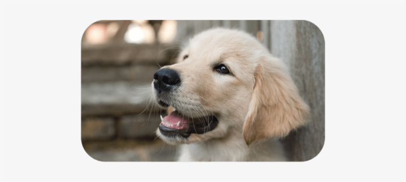 Golden Retriever Puppy - Middle Dogs, transparent png