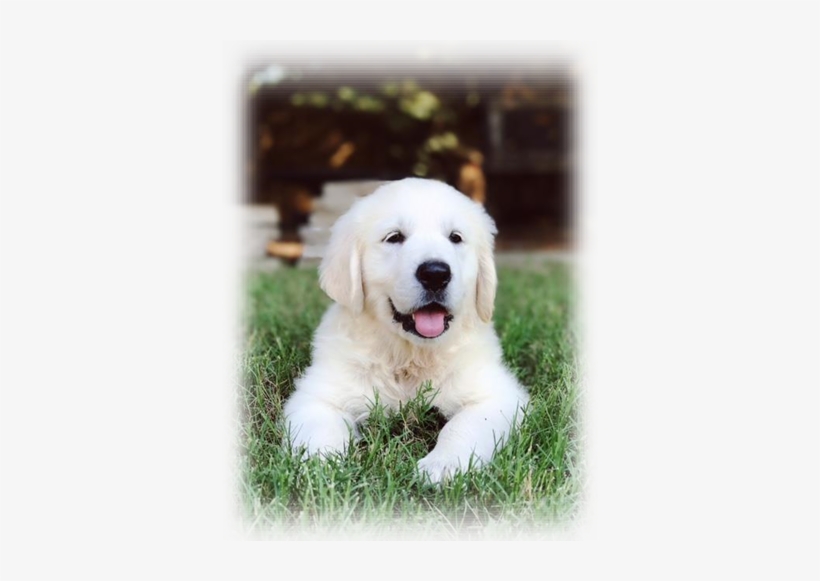 Blessed Hope Kennels - Slovak Cuvac, transparent png