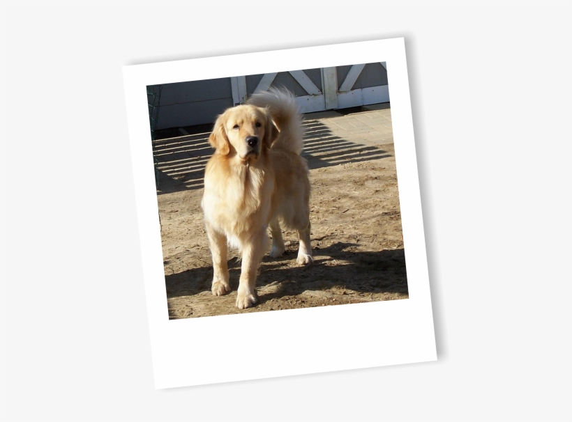 Reserve Your Puppy Early Most Litters Are Sold Before - Golden Retriever, transparent png