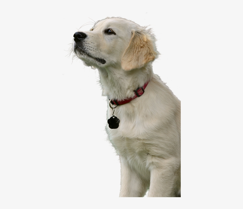 Golden Retriever, Dog, Hundeportrait, Animal, Pet - Retriever, transparent png