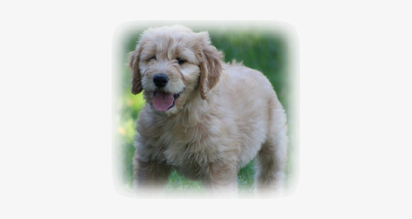 Home Of Quality Goldendoodles And English Retrievers - Golden Retriever, transparent png