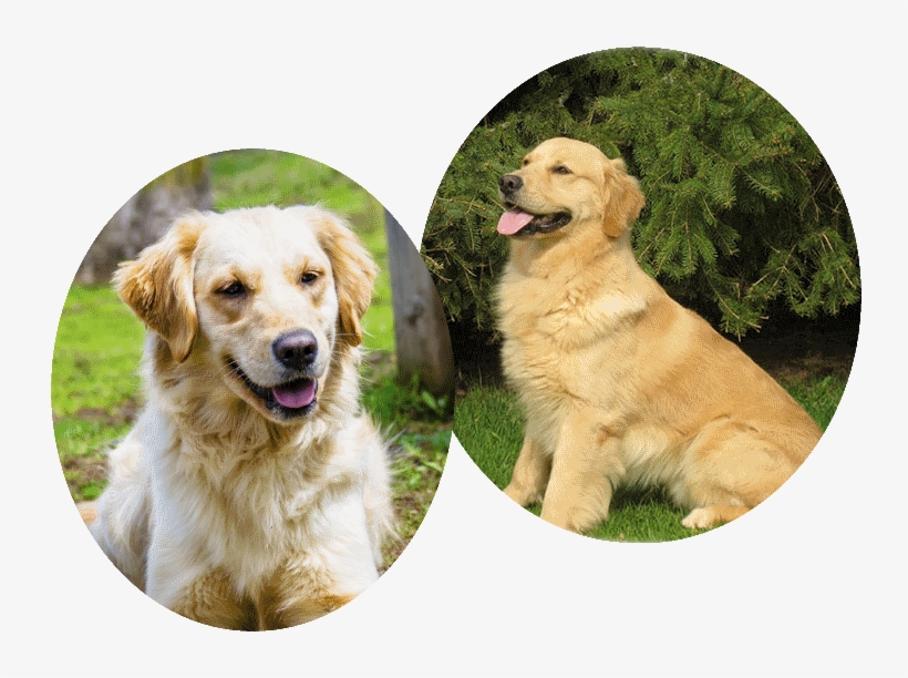 Misty's Pedigree And Clearances - Golden Retriever, transparent png