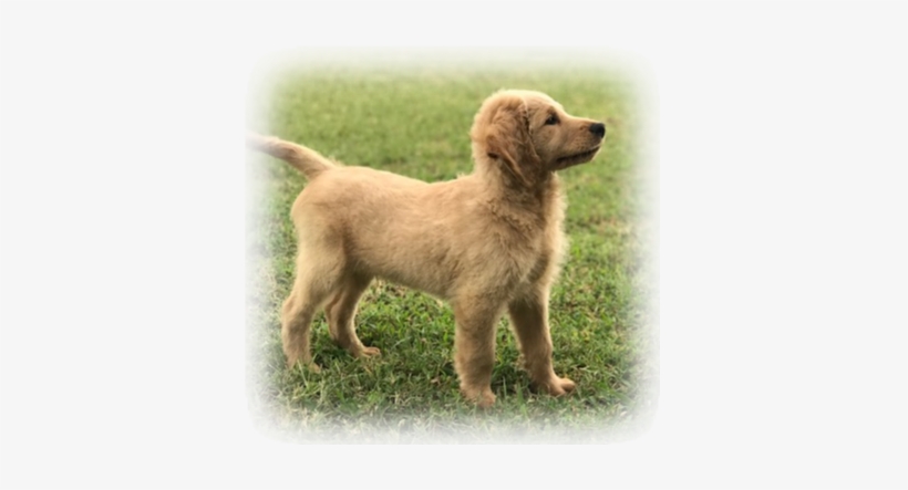 Our F1 Goldendoodle Daisy Is Due With Puppies In July - Golden Retriever, transparent png