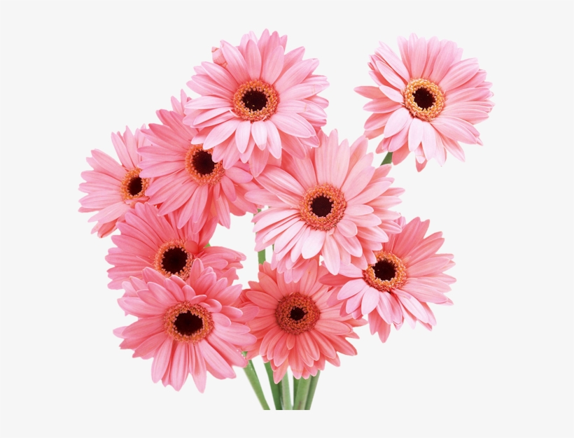 Яндекс - Фотки - Gerbera Daisies, transparent png
