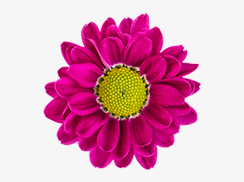 Caddy Caddy - Daisy, transparent png