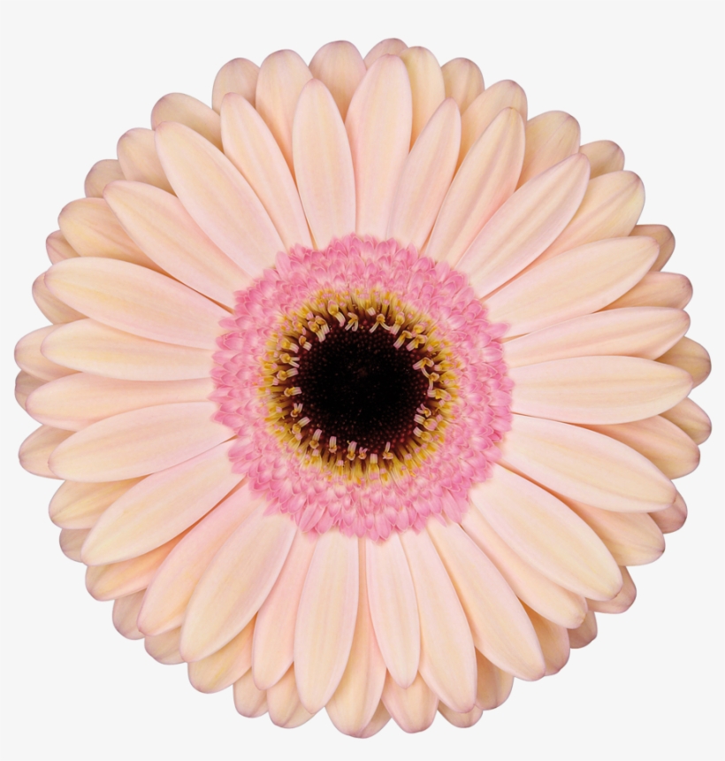 Alliance - Gerbera Alliance, transparent png