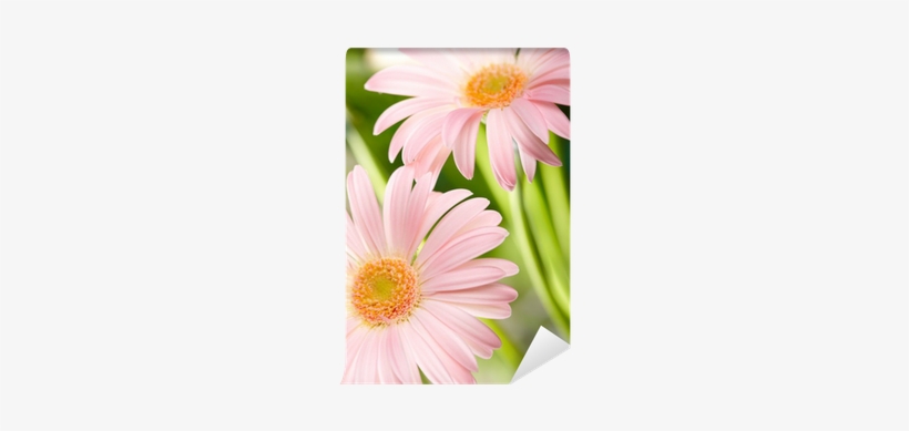 Closeup Of Two Pink Daisy-gerbera Wall Mural • Pixers® - Papier Peint - Deux Fleurs De Gerbera Rose - Bimago, transparent png